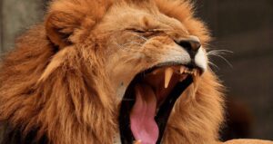 Imposto de Renda 2025: Como Corrigir Erros na Declaração Enviada