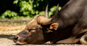 CEO do CryptoQuant prevê o fim do bull market do Bitcoin nos próximos 12 meses: entenda os motivos