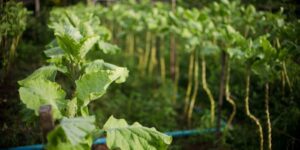 BNDES Investe R$ 135 Milhões em Projetos Sociais e Ambientais nas Favelas